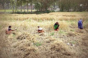 Frauen bei Feldarbeit in Bangladesh (c) Tom Ruebenach