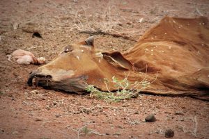 Kein Wasser, keine Nahrung, Hungersnot in Ostafrika © Tom Rübenach