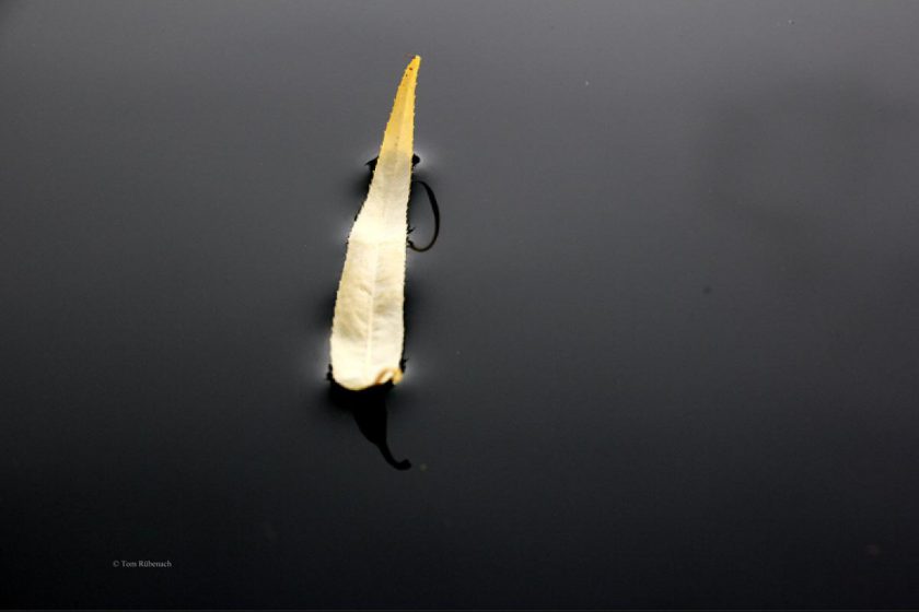 Blatt auf Wasser © Tom Rübenach