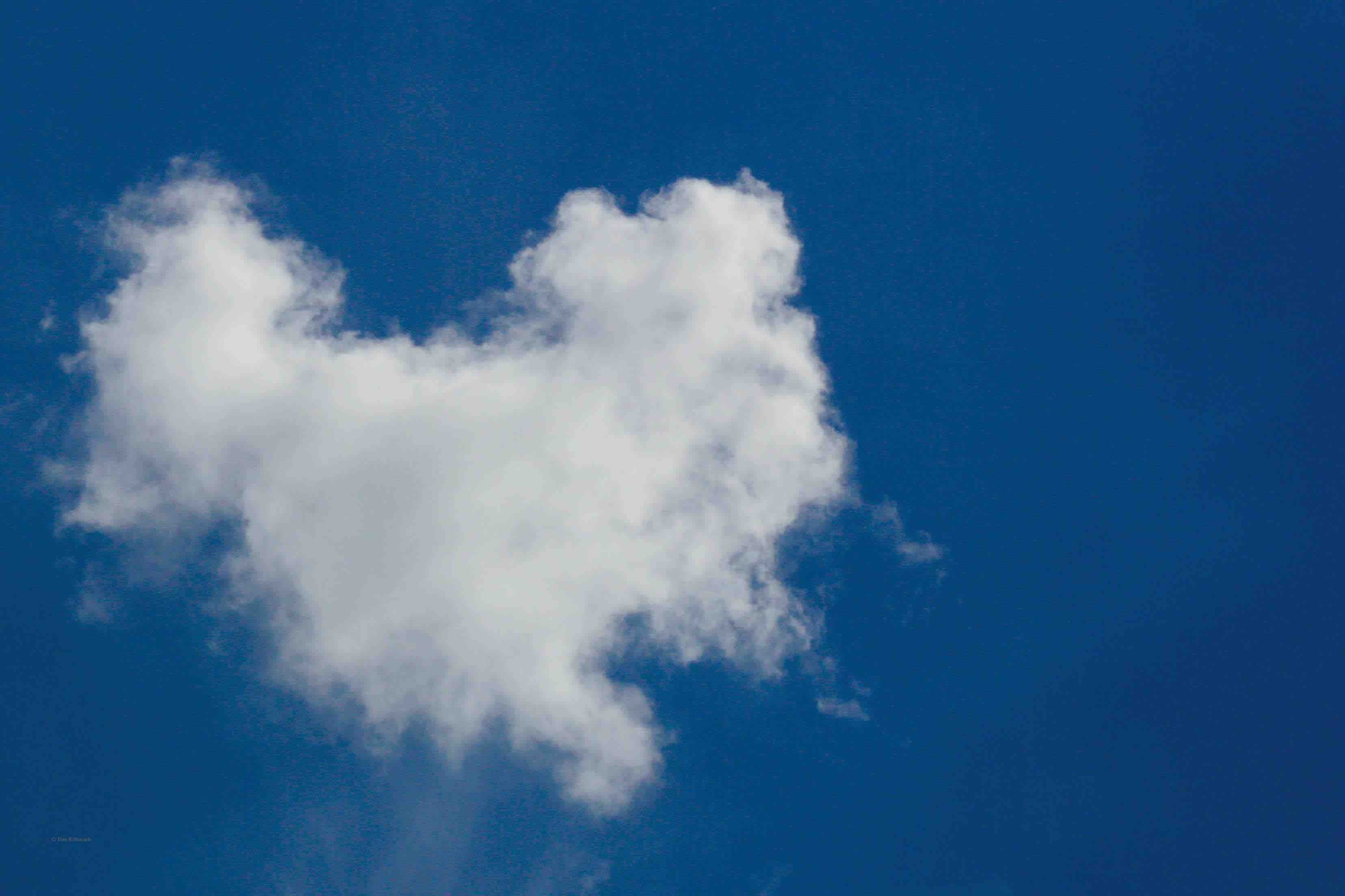 CSAfD | Bayern, Burka, CSU © Tom Rübenach