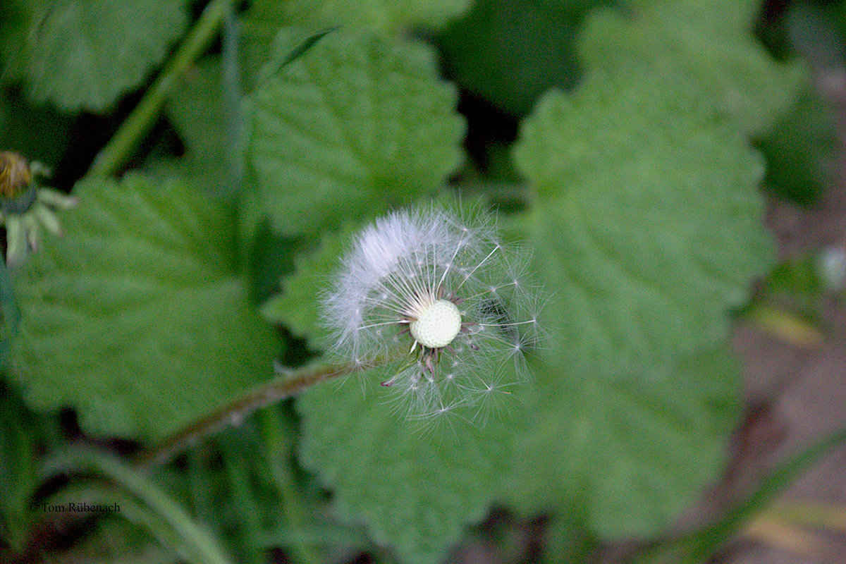 Jamaika ohne Habeck nicht denkbar © Tom Rübenach