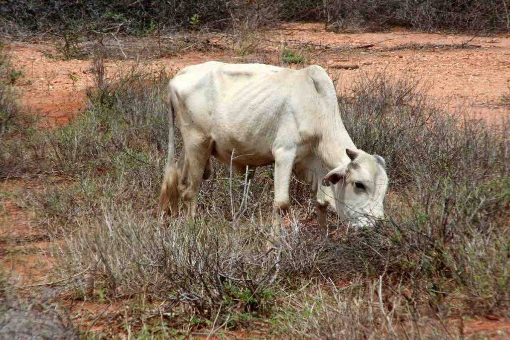 Abgemagerte Kuh in Kenia: Auch Tiere leiden unter dem Klimawandel © Tom Rübenach