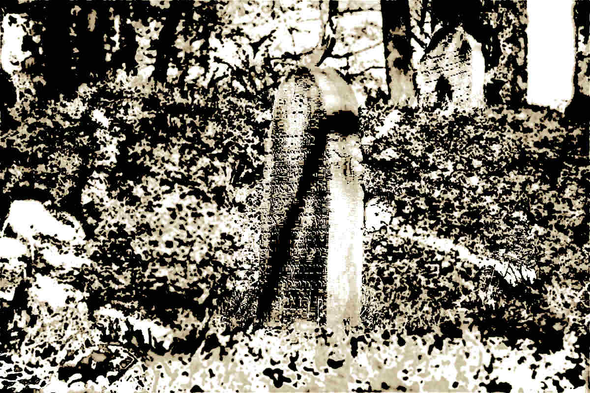 Verschwommener Blick auf Gräber des jüdischen Friedhofes in Leubsdorf am Rhein © Tom Rübenach