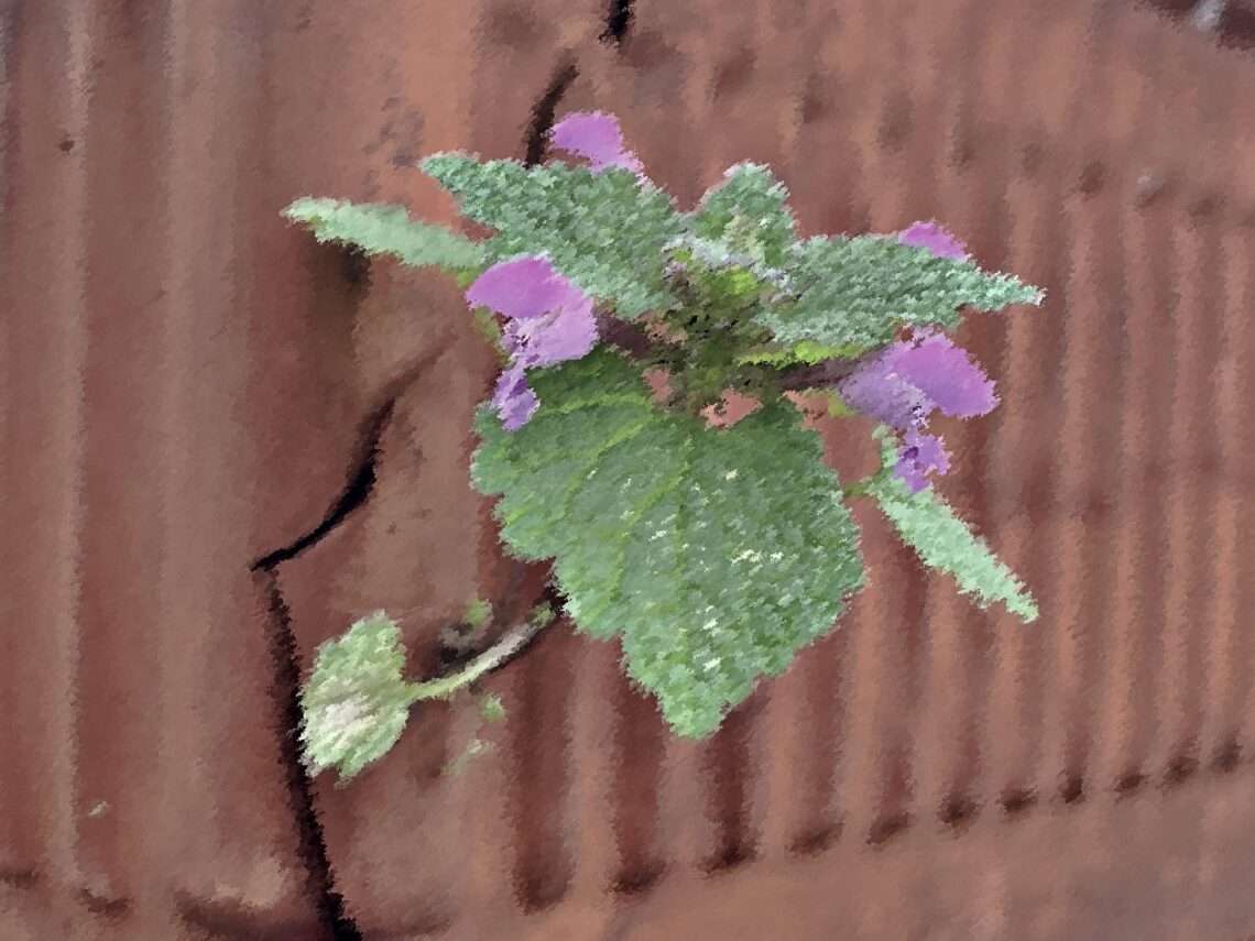 Aus einem tönernen Blumenkasten wächst seitliche eine Blüte. | Foto © Tom Rübenach
