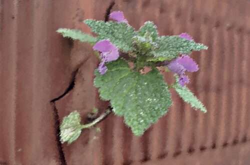 Aus einem tönernen Blumenkasten wächst seitliche eine Blüte. | Foto © Tom Rübenach